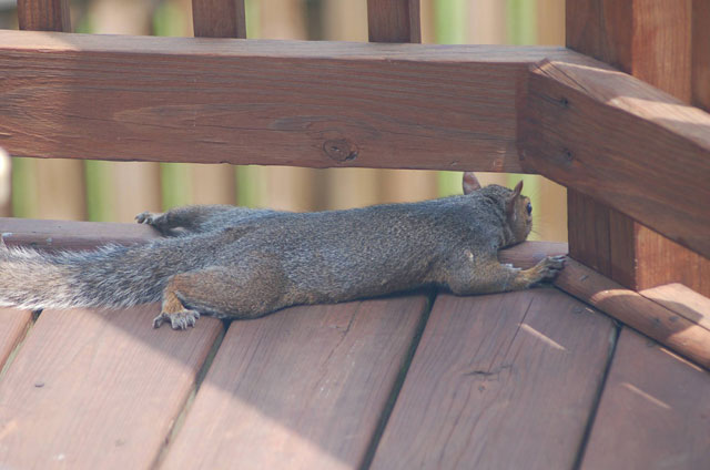 squirrel