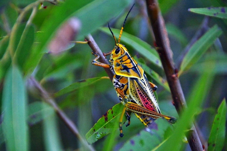 grasshopper