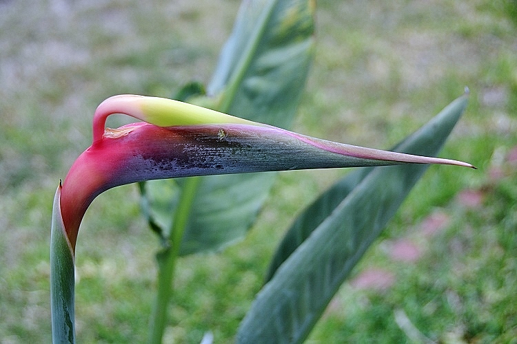 bird of paradise
