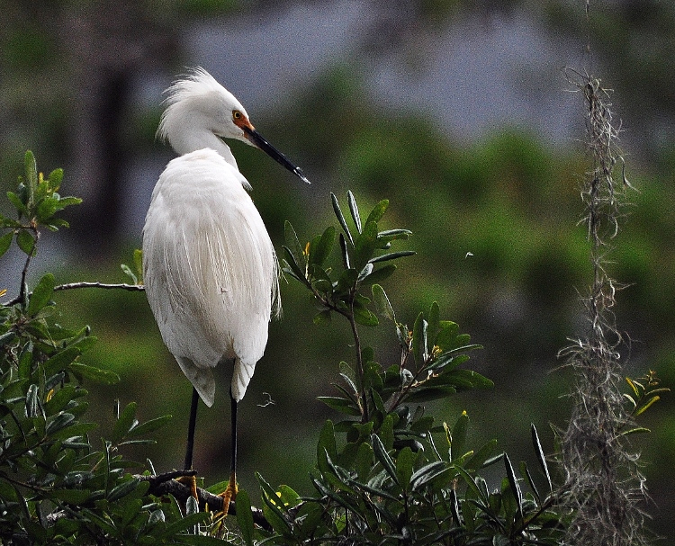 bird in tree