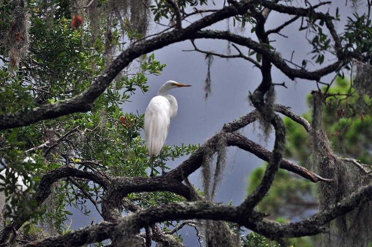 egret in tree