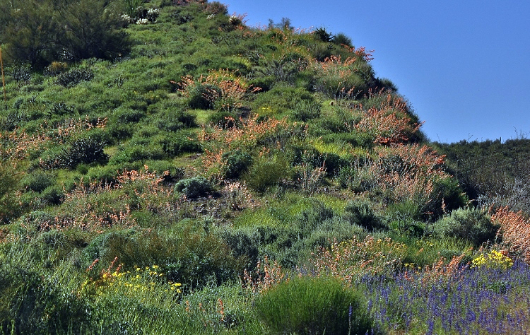 super bloom on Lake Pleasant