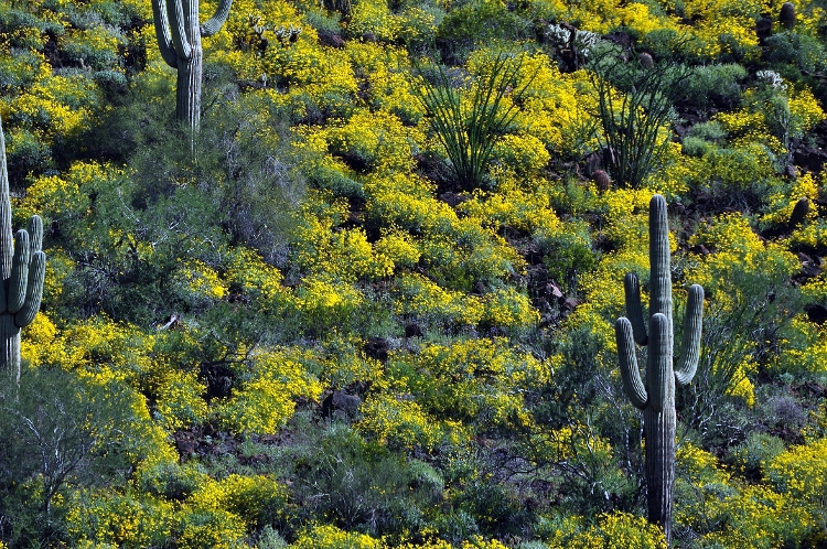 yellow hillside