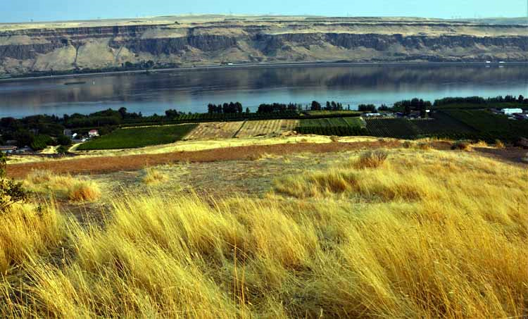 grassland