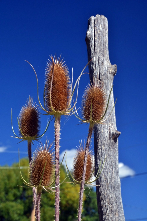marsh reeds