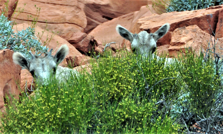 Bighorn sheep