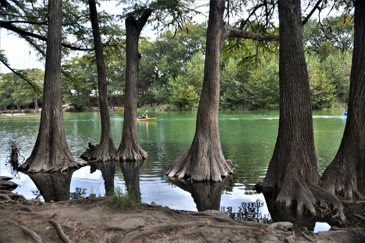 bald cypress trees line lake