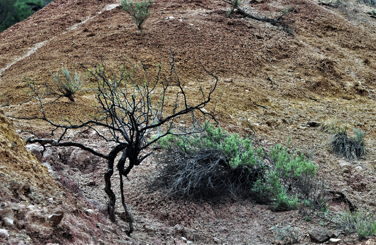 skraggly tree