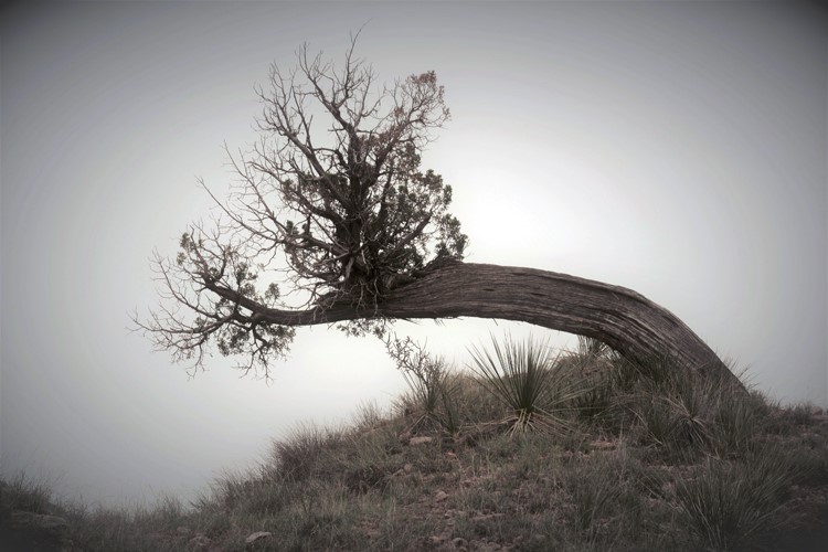 leaning tree