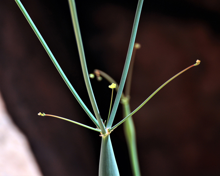 closeup of plant