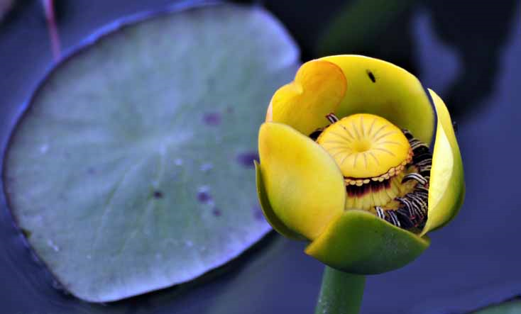 lilypad bud