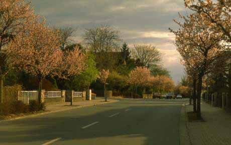 cherry blossom in jugenheim