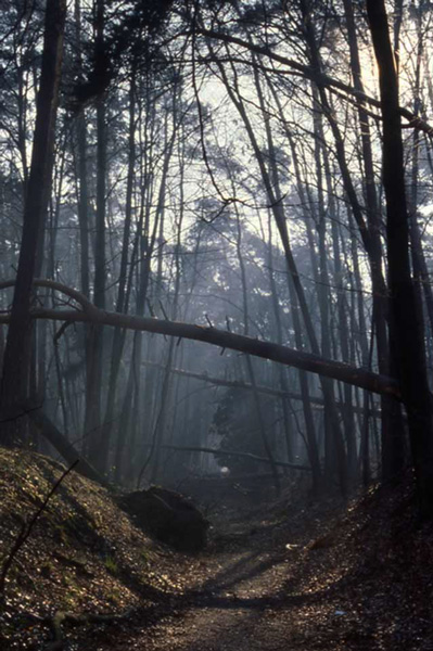 the Odenwald after a windstorm