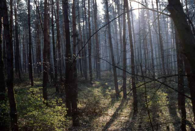 the Odenwald after a severe windstorm