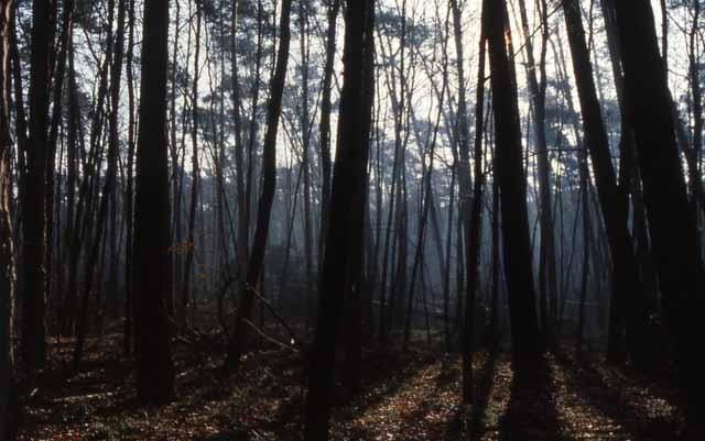 the Odenwald after a severe windstorm