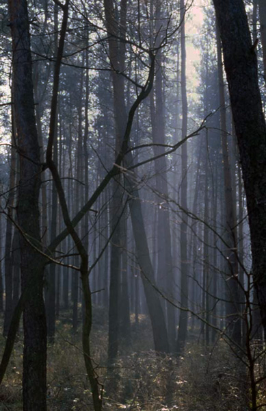 the Odenwald after a severe windstorm