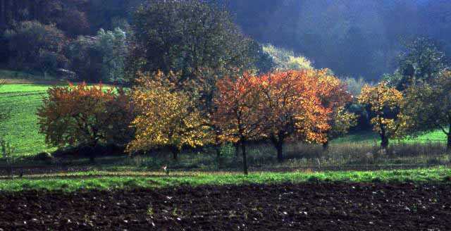 autumn trees on the Bergstrasse