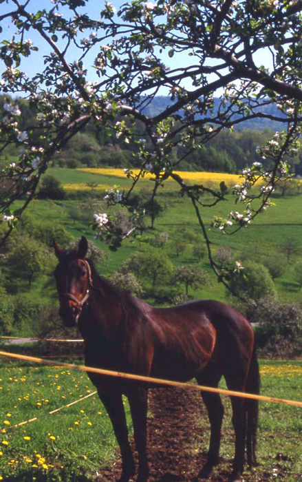 spring in germany