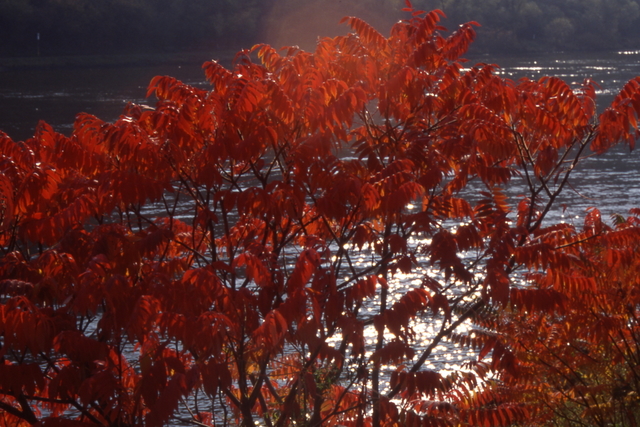 A shrub catches the sun