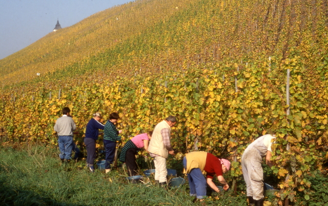 grape pickers
