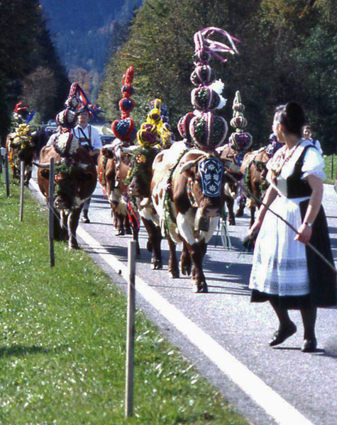 bringing in the cows from the mountains