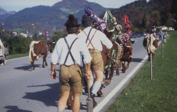 bringing the cows from the mountains