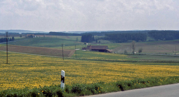 more rape fields in the countryside