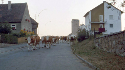 'til the cows come home