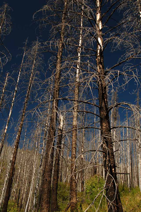 Charred trees from the 2003 fire at The Loop