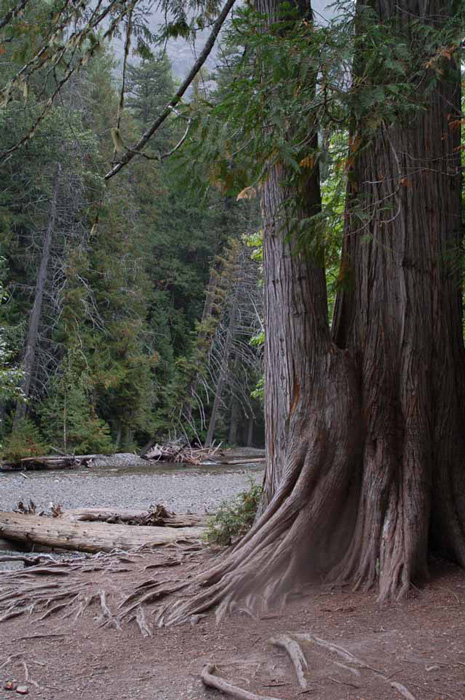 In the Cedar-Hemlock Forest