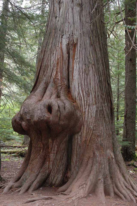 In the Cedar-Hemlock Forest