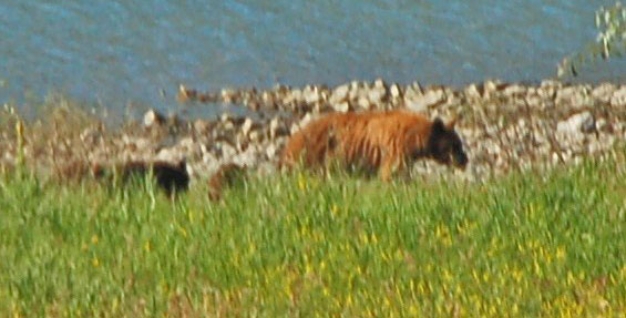 mama grizzly