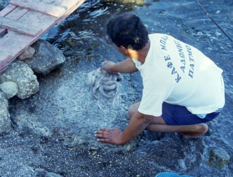 man tenderizes octopus at water's edge