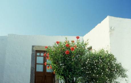 hibiscus plant beautifies home