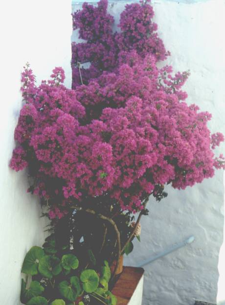 bougainvillea