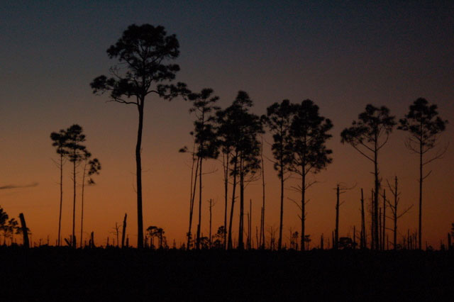 trees damaged by Hurricane Ivan