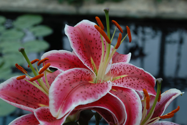 flower in bloom