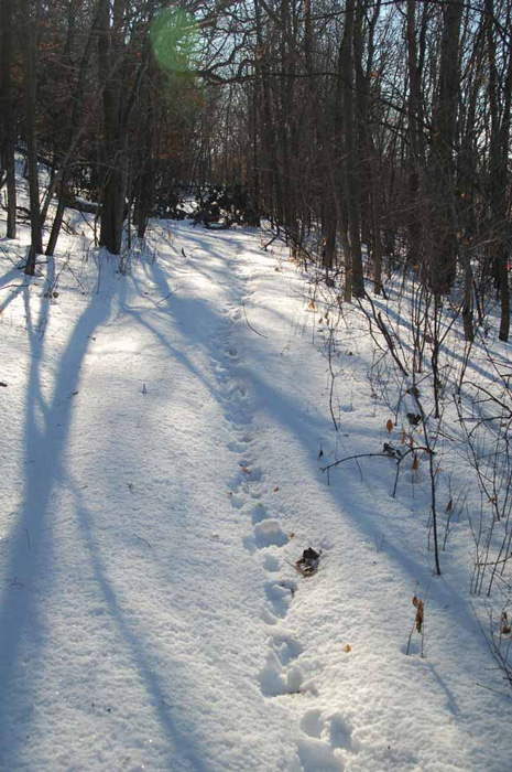a walk in the woods