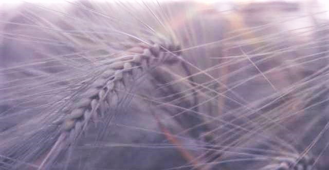 wheat field