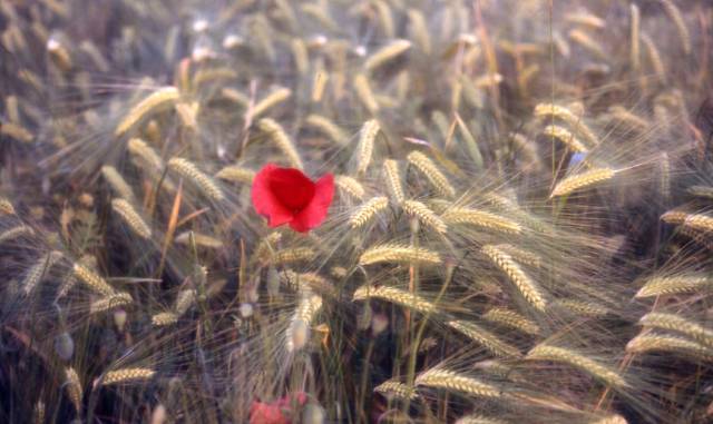 poppies