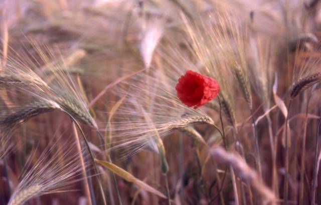 poppies