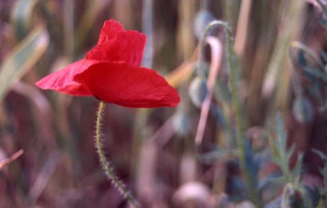 poppies