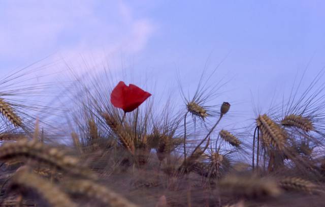 poppies