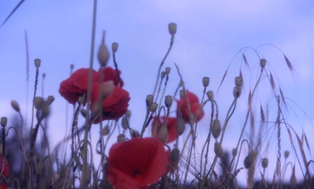 poppies