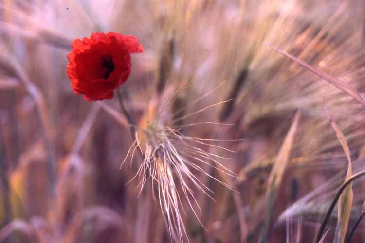 poppies