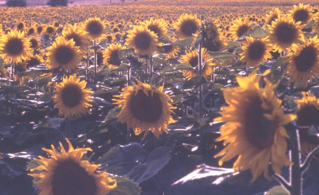 sunflower field