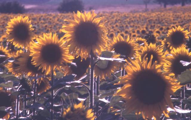 sunflower field