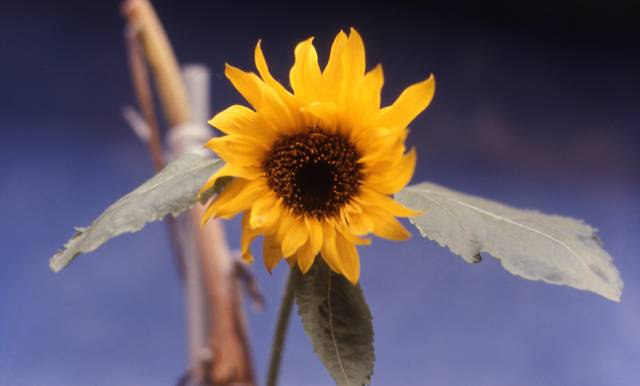 sunflower field