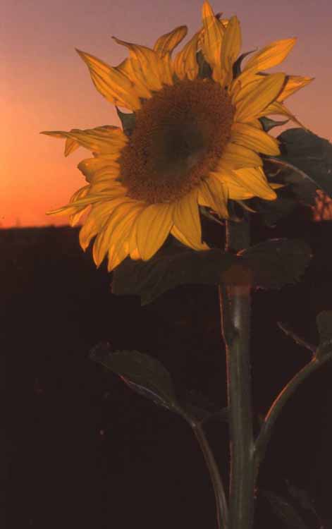 sunflower field