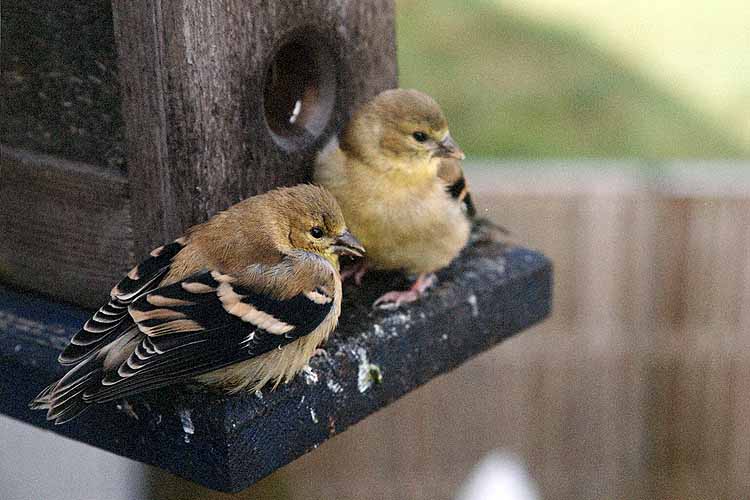 yellow finches